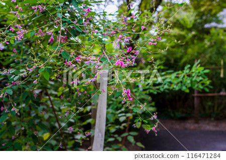 Photographing the pure autumn seven-herb bush clover blooming at Nashiki Shrine in Kamigyo Ward, Kyoto City Photographing the pure autumn seven-herb bush clover blooming at Nashiki Shrine in Kamigyo Ward, Kyoto City 116471284