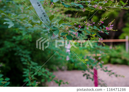 拍攝京都市上京區梨木神社盛開的秋季三葉草 拍攝京都市上京區梨木神社盛開的秋季三葉草 116471286