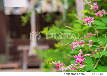 Photographing the pure autumn seven-herb bush clover blooming at Nashiki Shrine in Kamigyo Ward, Kyoto City 116471308