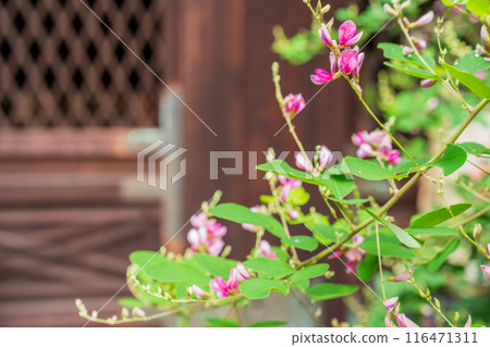 Photographing the pure autumn seven-herb bush clover blooming at Nashiki Shrine in Kamigyo Ward, Kyoto City 116471311