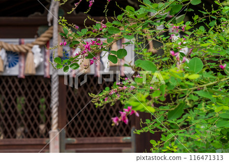 Photographing the pure autumn seven-herb bush clover blooming at Nashiki Shrine in Kamigyo Ward, Kyoto City 116471313