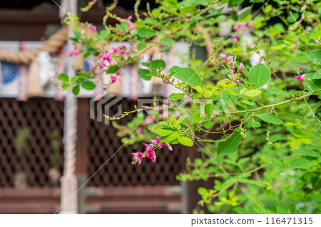 Photographing the pure autumn seven-herb bush clover blooming at Nashiki Shrine in Kamigyo Ward, Kyoto City Photographing the pure autumn seven-herb bush clover blooming at Nashiki Shrine in Kamigyo Ward, Kyoto City 116471315