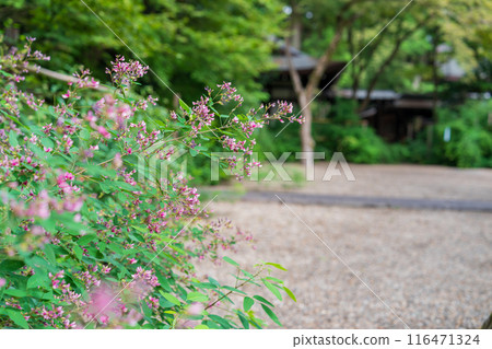 拍攝京都市上京區梨木神社盛開的秋季三葉草 116471324