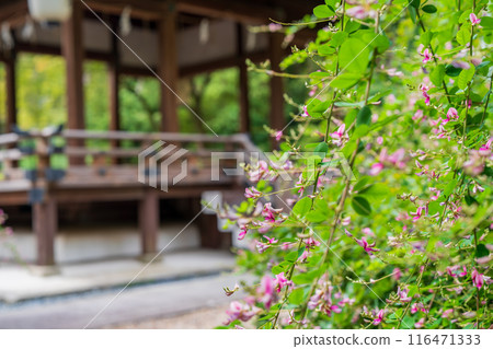 Photographing the pure autumn seven-herb bush clover blooming at Nashiki Shrine in Kamigyo Ward, Kyoto City 116471333