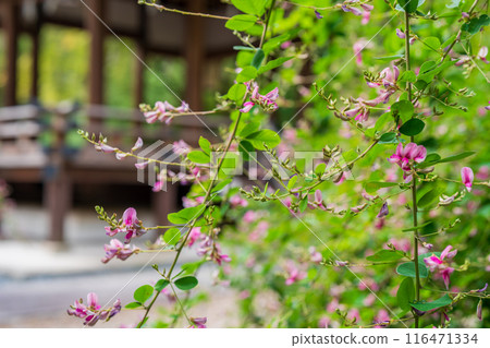 Photographing the pure autumn seven-herb bush clover blooming at Nashiki Shrine in Kamigyo Ward, Kyoto City 116471334