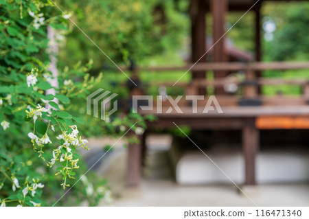 拍攝京都市上京區梨木神社盛開的秋季三葉草 拍攝京都市上京區梨木神社盛開的秋季三葉草 116471340