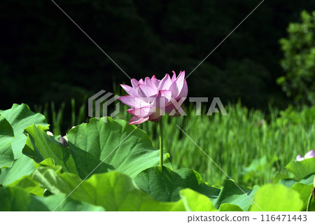 Summer flowers, 116471443