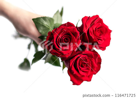 Hand holding three red roses on a white background 116471725