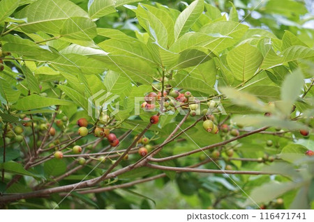 金色的枇杷果，2024㋆ 116471741