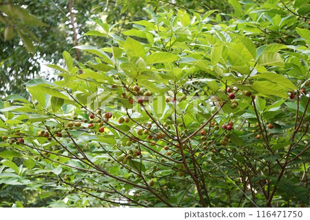 金色的枇杷果，2024㋆ 116471750