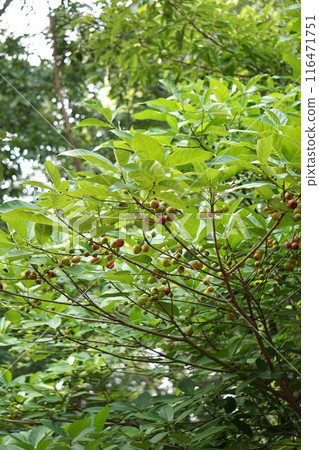 Loquat fruit, 2024 Loquat fruit, 2024 116471751