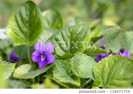 Purple Viola Odorata flower blooming close-up on a green natural background. Purple Viola Odorata flower blooming close-up on a green natural background. 116471759