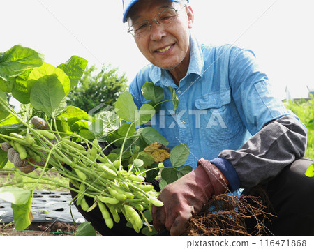 一名男子正在收割毛豆 116471868
