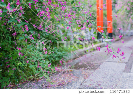 Photographing the neat autumn clover bushes blooming at Shonenji Temple in Fushimi Ward, Kyoto City Photographing the neat autumn clover bushes blooming at Shonenji Temple in Fushimi Ward, Kyoto City 116471883