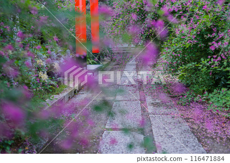 Photographing the neat autumn clover bushes blooming at Shonenji Temple in Fushimi Ward, Kyoto City 116471884