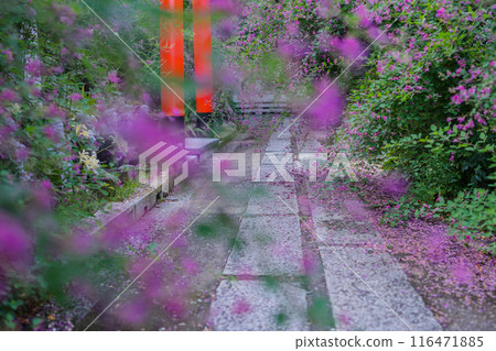 Photographing the neat autumn clover bushes blooming at Shonenji Temple in Fushimi Ward, Kyoto City 116471885