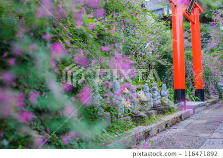 拍攝京都市伏見區正念寺盛開的秋季三葉草叢 116471892