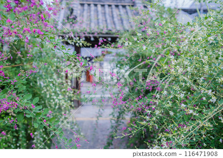 Photographing the neat autumn clover bushes blooming at Shonenji Temple in Fushimi Ward, Kyoto City 116471908