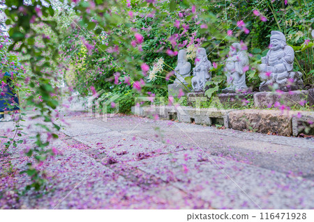 拍攝京都市伏見區正念寺盛開的秋季三葉草叢 116471928