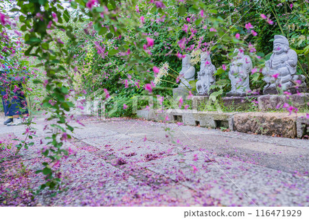 拍攝京都市伏見區正念寺盛開的秋季三葉草叢 116471929