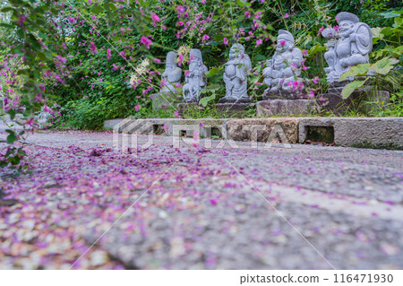 拍攝京都市伏見區正念寺盛開的秋季三葉草叢 116471930