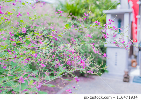 Photographing the neat autumn clover bushes blooming at Shonenji Temple in Fushimi Ward, Kyoto City Photographing the neat autumn clover bushes blooming at Shonenji Temple in Fushimi Ward, Kyoto City 116471934