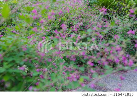Photographing the neat autumn clover bushes blooming at Shonenji Temple in Fushimi Ward, Kyoto City 116471935
