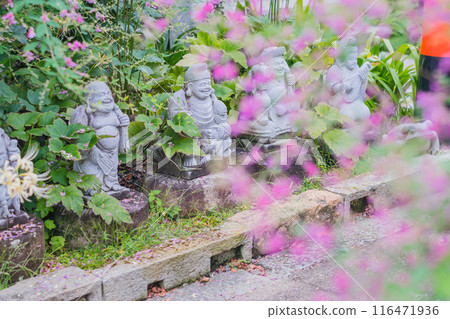 拍攝京都市伏見區正念寺盛開的秋季三葉草叢 116471936