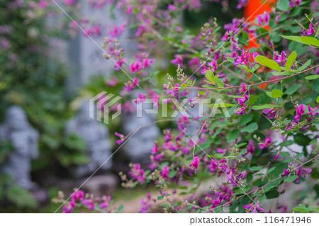 Photographing the neat autumn clover bushes blooming at Shonenji Temple in Fushimi Ward, Kyoto City Photographing the neat autumn clover bushes blooming at Shonenji Temple in Fushimi Ward, Kyoto City 116471946