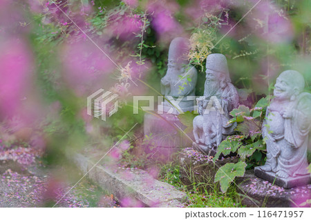 Photographing the neat autumn clover bushes blooming at Shonenji Temple in Fushimi Ward, Kyoto City 116471957