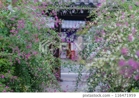 Photographing the neat autumn clover bushes blooming at Shonenji Temple in Fushimi Ward, Kyoto City 116471959