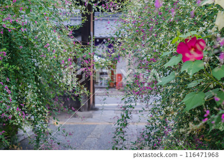 Photographing the neat autumn clover bushes blooming at Shonenji Temple in Fushimi Ward, Kyoto City 116471968