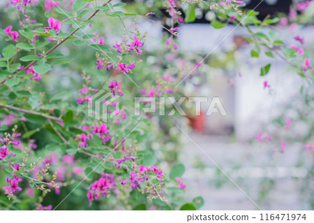 Photographing the neat autumn clover bushes blooming at Shonenji Temple in Fushimi Ward, Kyoto City 116471974