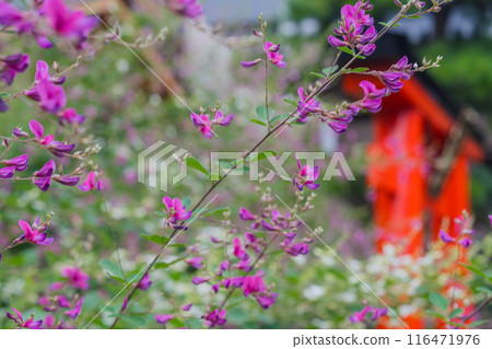 拍攝京都市伏見區正念寺盛開的秋季三葉草叢 116471976