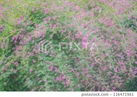 拍攝京都市伏見區正念寺盛開的秋季三葉草叢 116471981