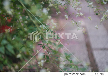 Photographing the neat autumn clover bushes blooming at Shonenji Temple in Fushimi Ward, Kyoto City 116471989