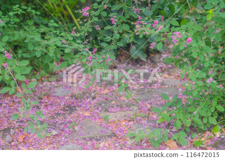 拍攝京都市伏見區正念寺盛開的秋季三葉草叢 116472015