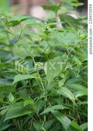 Young berries of nightshade 116472059