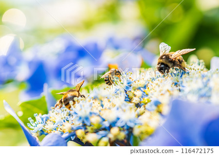 A bee collecting nectar from a hydrangea 116472175