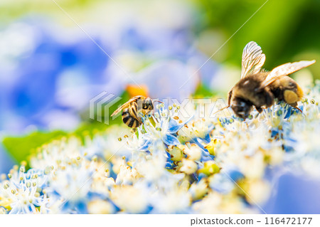 A bee collecting nectar from a hydrangea 116472177