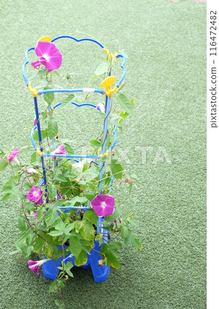 Morning glories grown by first graders at school Morning glories grown by first graders at school 116472482