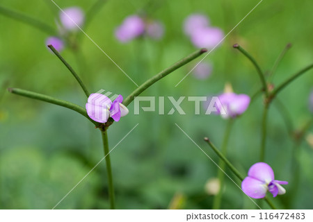 Black pea flowers blooming in a field Black pea flowers blooming in a field 116472483