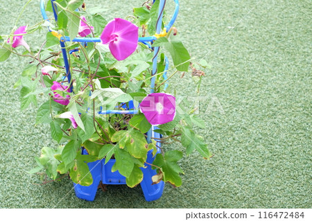 Morning glories grown by first graders at school Morning glories grown by first graders at school 116472484