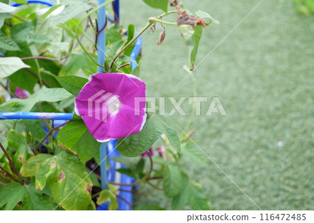 一年級學生在學校種植的牽牛花 一年級學生在學校種植的牽牛花 116472485