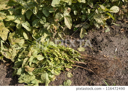 從土壤中拔出的毛豆植物 116472490