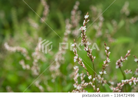 Indigo flowers blooming in the grass 116472496
