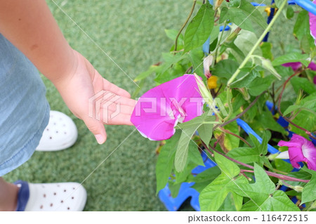 Morning glories grown by first graders at school 116472515