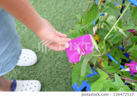 一年級學生在學校種植的牽牛花 116472517