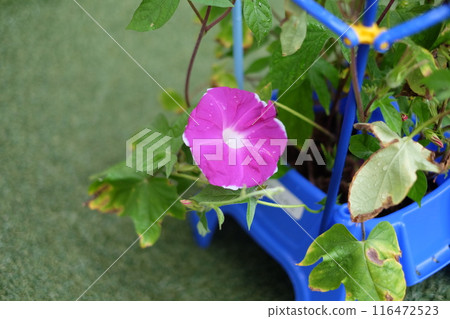 一年級學生在學校種植的牽牛花 一年級學生在學校種植的牽牛花 116472523