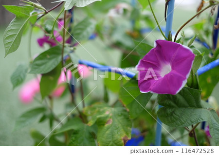 一年級學生在學校種植的牽牛花 一年級學生在學校種植的牽牛花 116472528